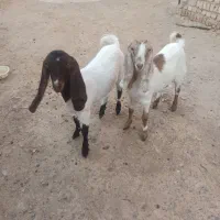 بزغاله ماده|حیوانات مزرعه|فرح دشت, |دیوار