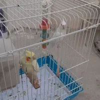 عروس هلندی