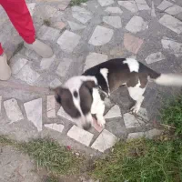 پامر پیتبول تریر