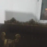 یک دست مبل ۷ نفره دو میلیون تومان ب علت کمبود جا|مبلمان خانگی و میز عسلی|گلبهار, شهر جدید گلبهار|دیوار