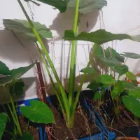 گل باباآدم|گل و گیاه طبیعی|رشت, کوی فکوری|دیوار