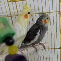 یک جفت عروس هلندی نر و ماده (سخنگو)