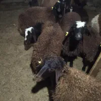 فروش بره افشار پایه پروار