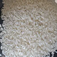 برنج فجر سوزنی بشرط پخت