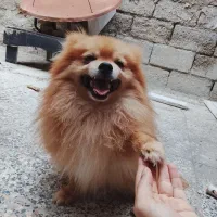 سگ اشپیز پامر