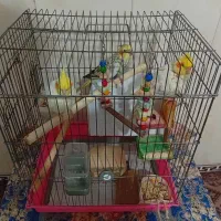 عروس هلندی|پرنده|نسیم‌شهر, |دیوار