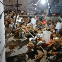 جوجه مرغ وخروس  ۲ماهه نژاد گلپایگان|حیوانات مزرعه|مشهد, سیس‌آباد|دیوار