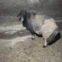 قوچ افشار|حیوانات مزرعه|صحنه, |دیوار