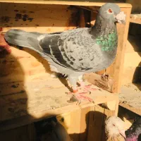 کبوتر پلاکی