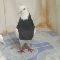 سلام دوستان یک جفت کبوتر طوقی تمیز کرمان شاهی