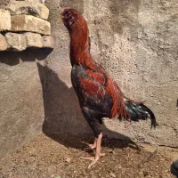 مرغ و خروس لاری