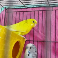 دو جفت مرغ عشق جفت اماده|پرنده|پاکدشت, پاکدشت (مامازند)|دیوار