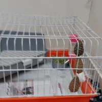 خرگوش لوپ هلندی|موش و خرگوش|تهران, دروازه شمیران|دیوار