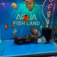 توزیع ماهی های زینتی