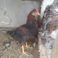 جوجه خروس دورگه