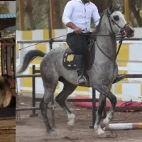 اسب سواری دار عرب مصری