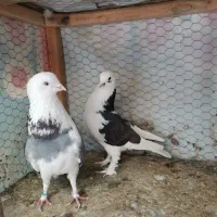 کبوتر تهرونی