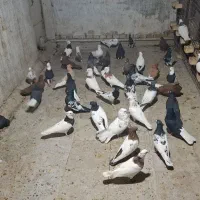 دسته کبوتر رنگی تعداد ۵۰|پرنده|اهواز, شهرک حفاری|دیوار