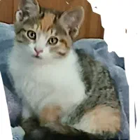 گربه..سه ماهه.نر وماده