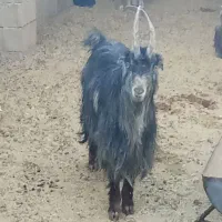 کهره چبیش بره قوچ میش بز