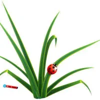 زمین اجاره ۲ هکتار با آب ۳ اینچ