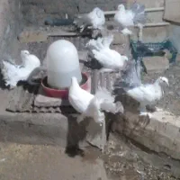 کبوترچتری