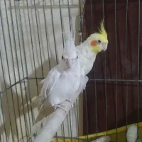 عروس هلندی جفت مولد ب شرط