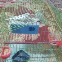 مرغ عشق|پرنده|بجنورد, |دیوار