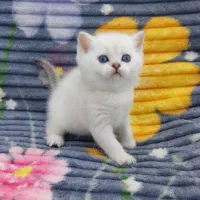 مجموعه گربه‌های تو دل بروی ایران کتز|گربه|کرمان, |دیوار