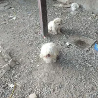 سگ پاکوتاه|سگ|بشاریات, |دیوار