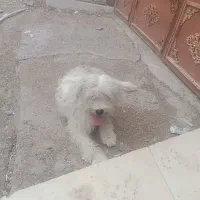 آبادان