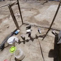 کبوتر تقو