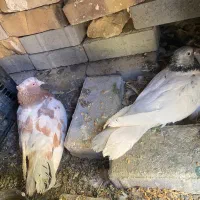 کفتر فروشی