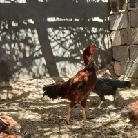 خروس|حیوانات مزرعه|میمند, |دیوار