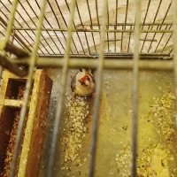 سهره کرمانی