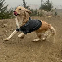 واگذاری سگ گلدن رتریور سه ساله