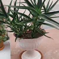 گل آلوعه ورا|گل و گیاه طبیعی|تربت جام, والفجر|دیوار