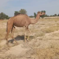 شتر 4زه وهاشی نو چمل|حیوانات مزرعه|رودبار (کرمان), |دیوار