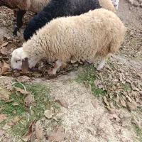 بره لاغر گله آیی مناسب داشت و پروار|حیوانات مزرعه|سرچهان, |دیوار