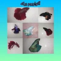 ماهی فایتر نر و ماده