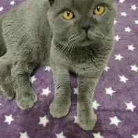 اسکاتیش نر دبل فولد