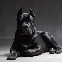 نایاب ترین سگ ایران توله ۸۰ روزه کن کورسو