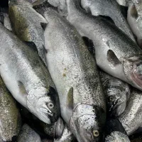 نیازمند کارگر ساده