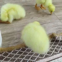 جوجه قوغاز|حیوانات مزرعه|نیشابور, مبارکه|دیوار