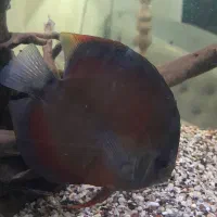 ماهی دیسکس|ماهی|اهواز, بهارستان|دیوار