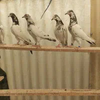 تیدی پاکستانی جانسیره|پرنده|اصفهان, عاشقآباد|دیوار