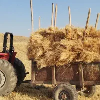 گندم بذری باران