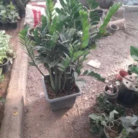 دیفن باخیابرگ پهن از۱۵۰تا۸۵۰|گل و گیاه طبیعی|تربت جام, تیپ ۳۸ زرهی تربت جام|دیوار