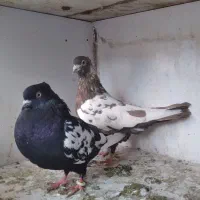 کفتر سینه دمبی کاکلی