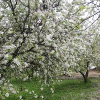 500 متر باغچه جاده کپرگه سند دار